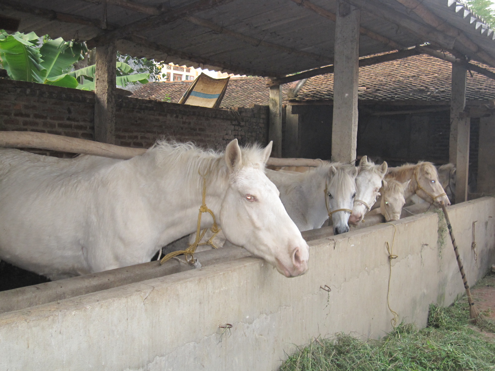 Đề tài quỹ gen cấp NN: bảo tồn và phát triển giống ngựa bạch Việt Nam