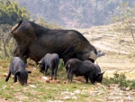 Khả năng sinh sản của lợn nái lai giữa lợn đực rừng Việt Nam và lợn nái VCN - MS15 nuôi tại Thái Nguyên