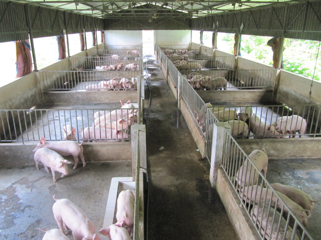Xây dựng mô hình chăn nuôi giống lợn địa phương tại tỉnh Bắc Kạn