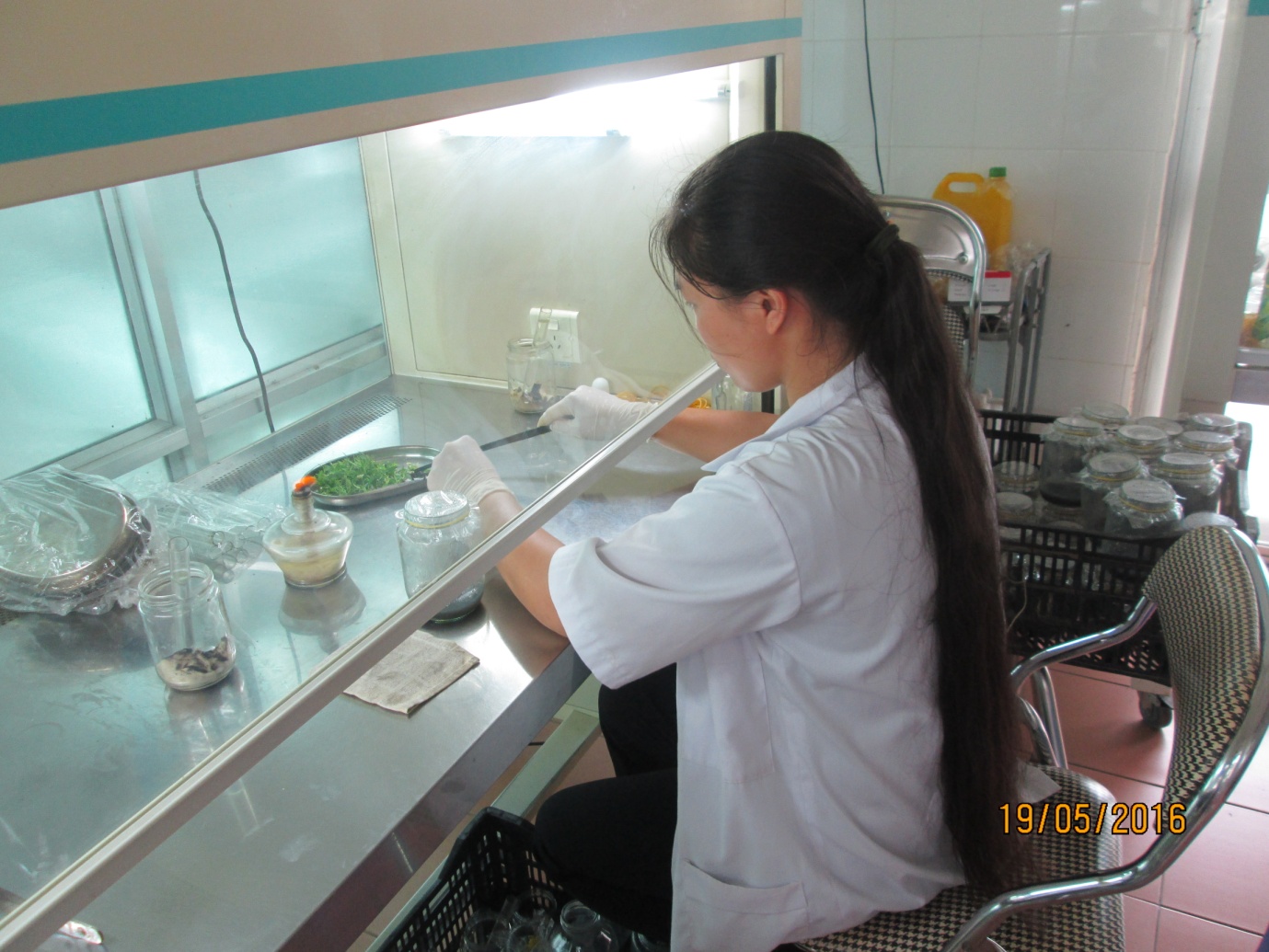 Nghiên cứu nhân giống lan thạch hộc tía bằng phương pháp nuôi cấy mô tế bào